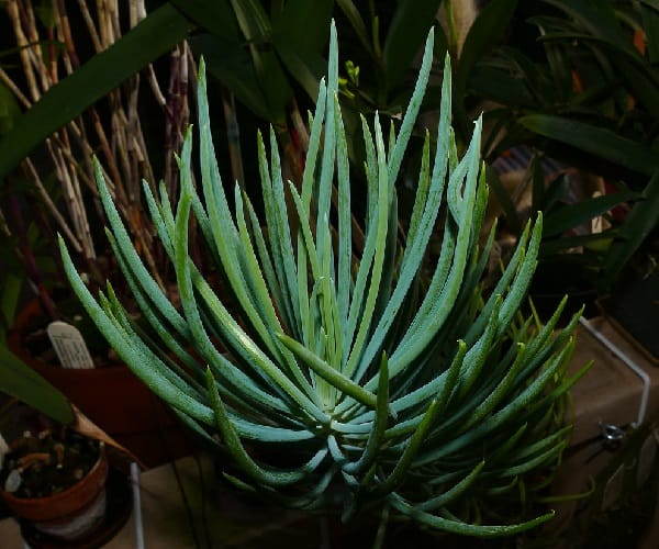 senecio talinoides subs. cylindricus