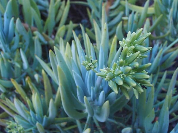 senecio talinoides