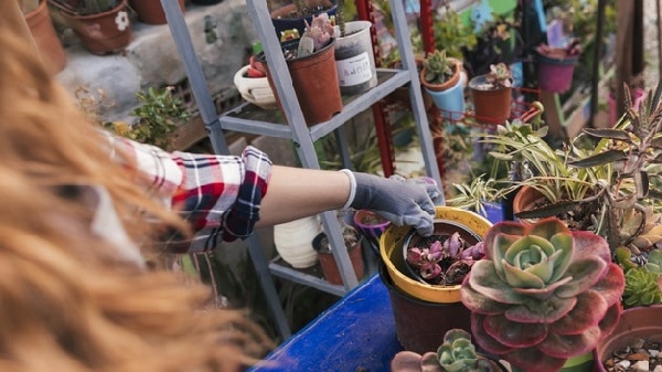 arranging potted succulents