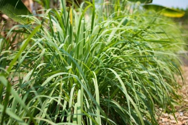 lemongrass plant