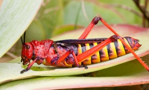 locust on succulent