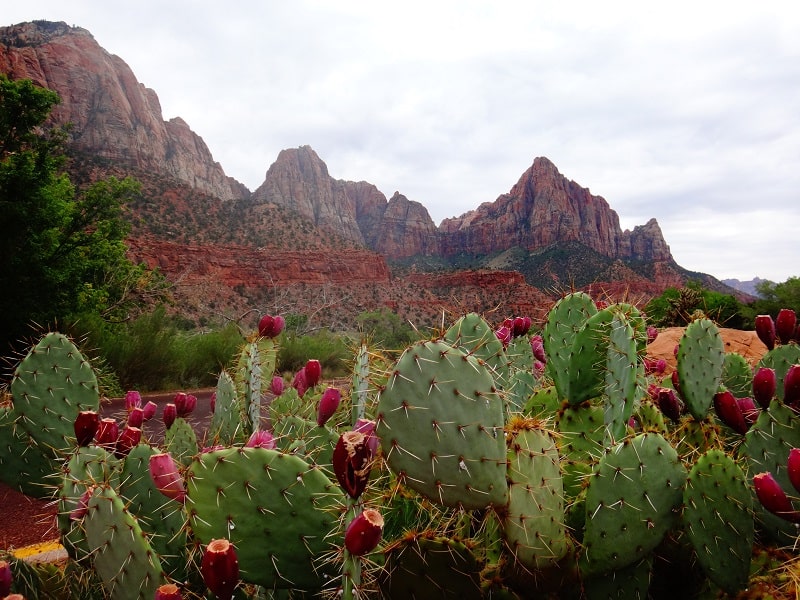 cactus