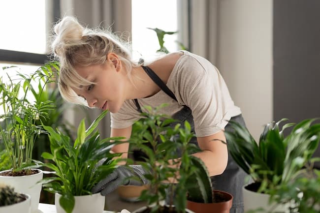 growing plants indoors