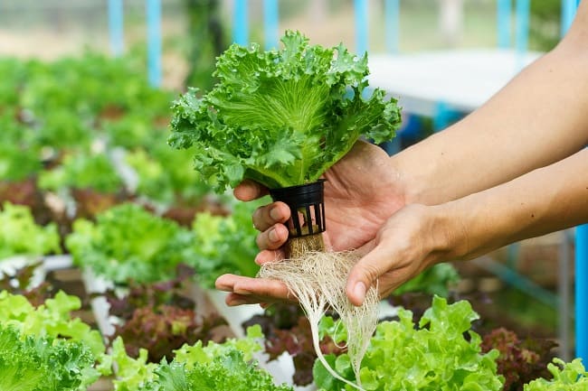 hydroponic plants