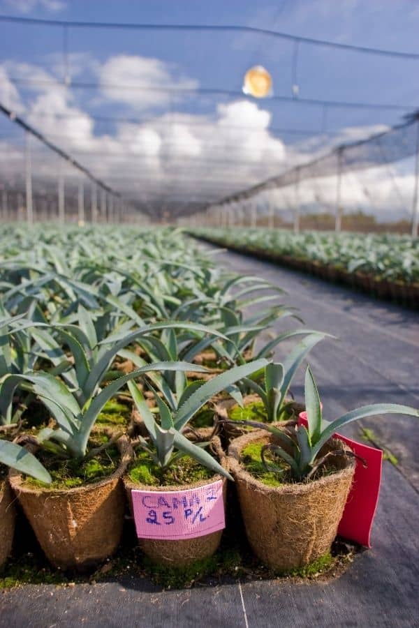 agave plants