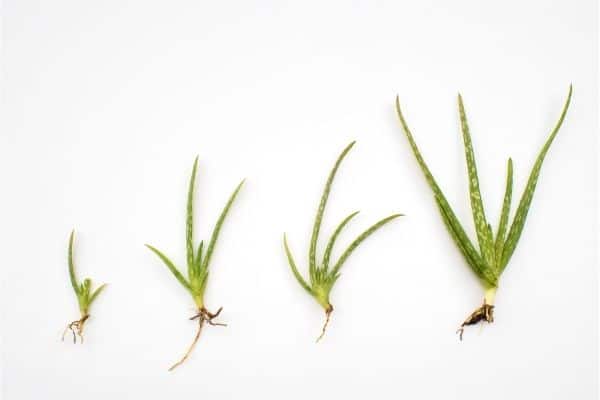 aloe vera seedlings