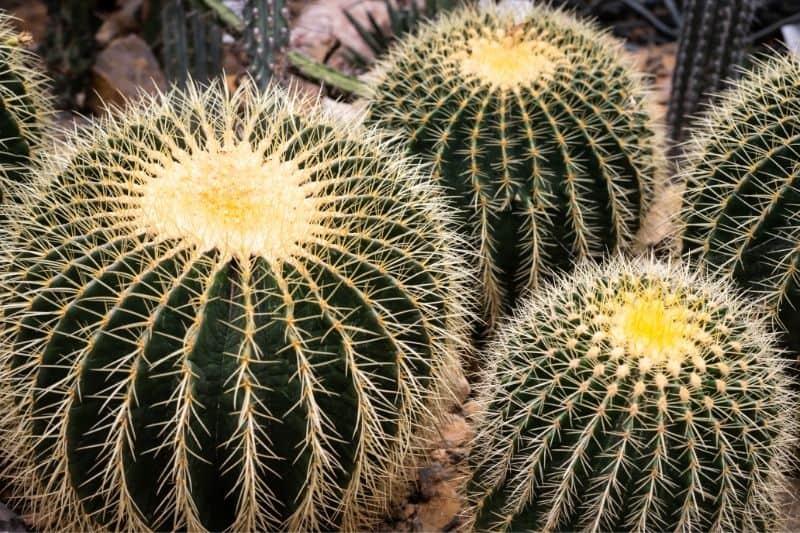 barrel cactus 1