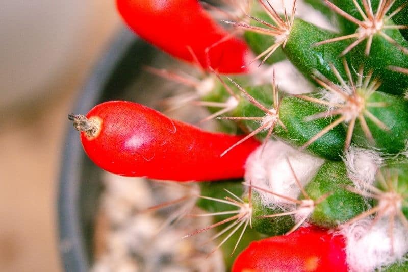 cactus berries