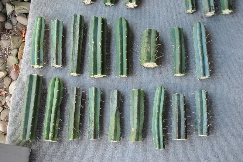 cactus cuttings 2