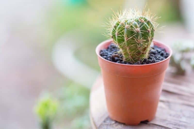 cactus in pot