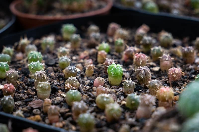 cactus seedlings