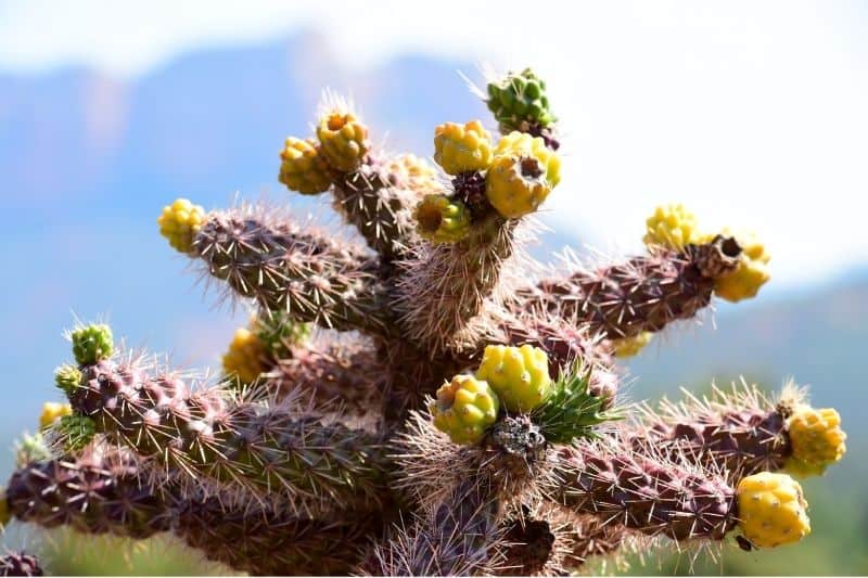 cholla cactus 1