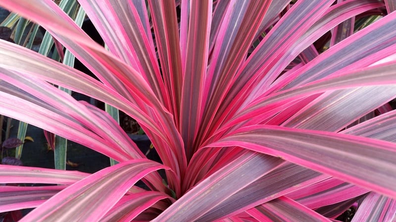 cordyline ti plant