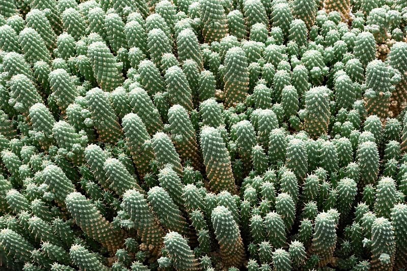 dense cactus seedlings