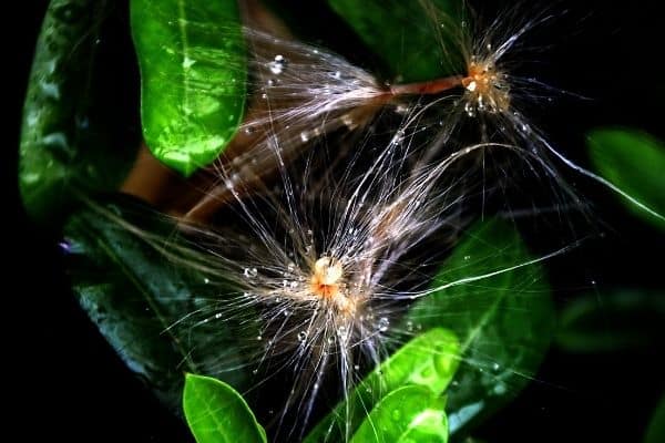 desert rose seed