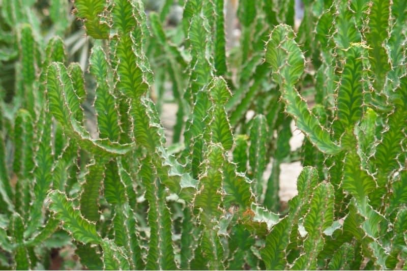 euphorbia lactea 1