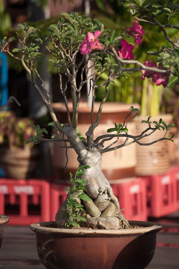 growing adenium from seeds