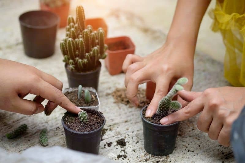 growing cactus from cuttings