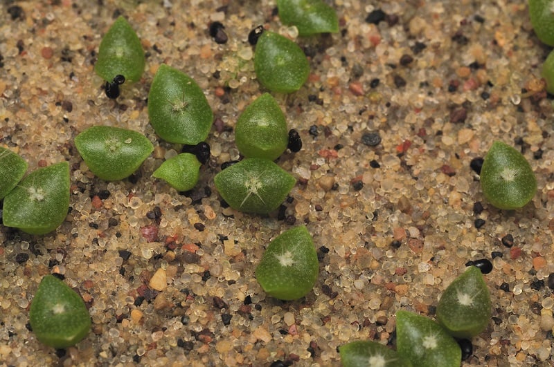 raising cactus from seed