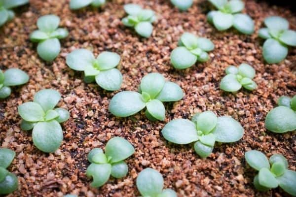 growing echeveria from seed