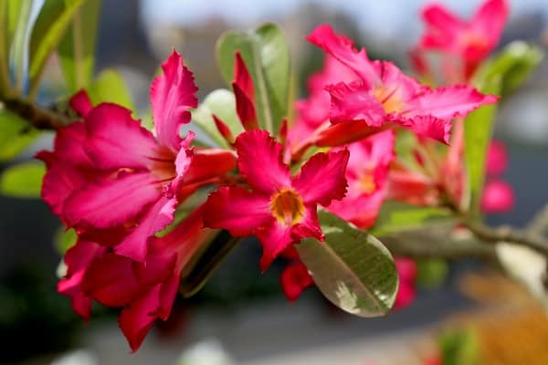 how to grow adenium from seeds