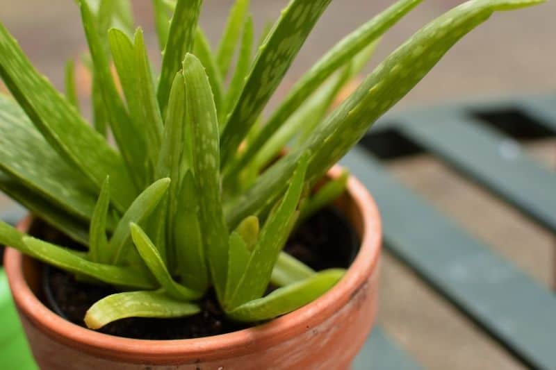 how to grow aloe vera from seed
