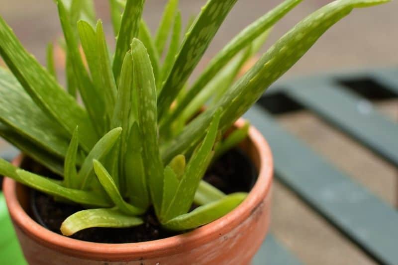 Step By Step Growing Aloe Vera From Seed Succulent Alley 5197