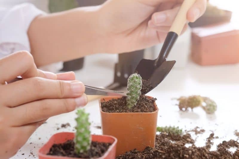 how to plant cactus cuttings