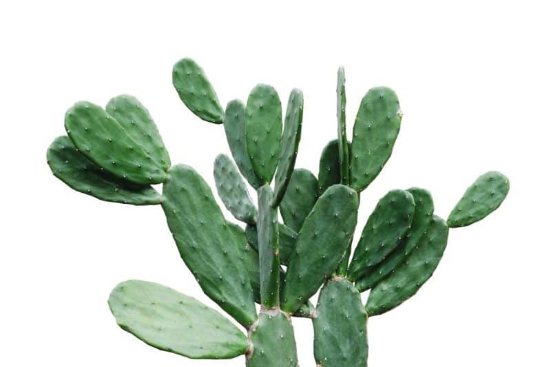 how to propagate cactus pads 1