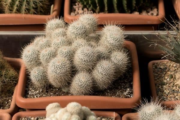 mammillaria cactus in pot