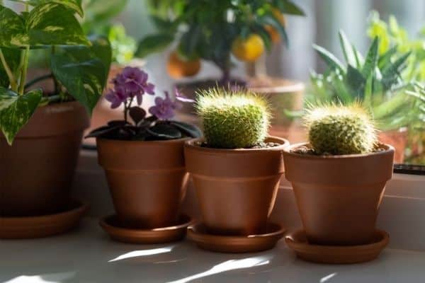 mammillaria cactus in sun