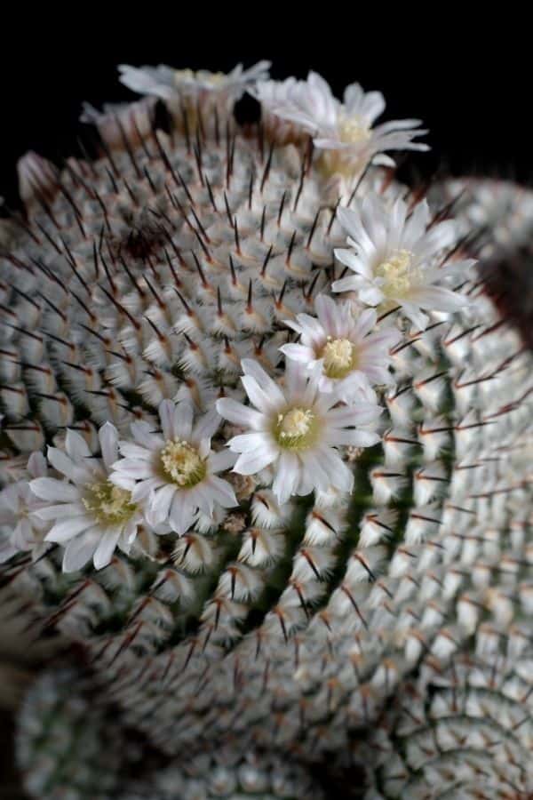 mammillaria cactus