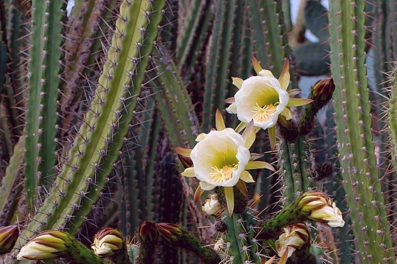 peruvian torch cactus