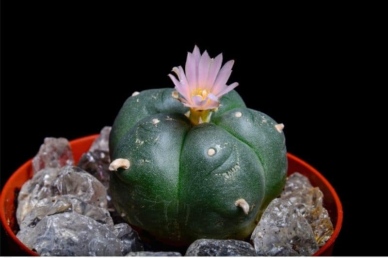 peyote cactus