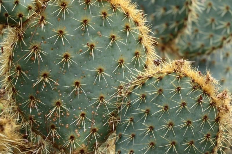 prickly pear cactus