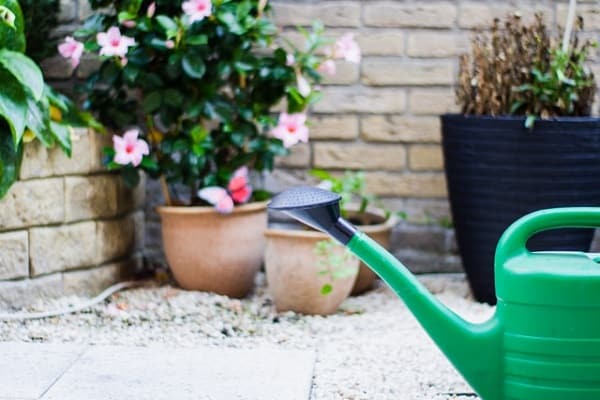 watering adenium seeds 1