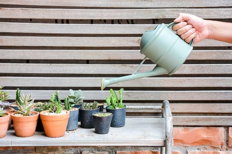 watering cactus cuttings 1