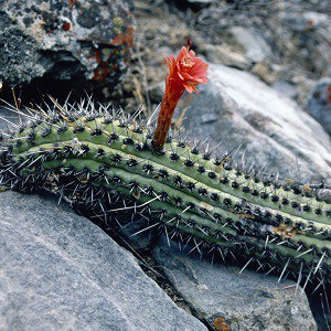 cleistocactus pachycladus