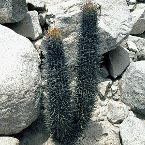 cleistocactus