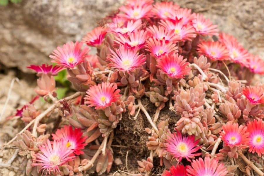 anacampseros flowers