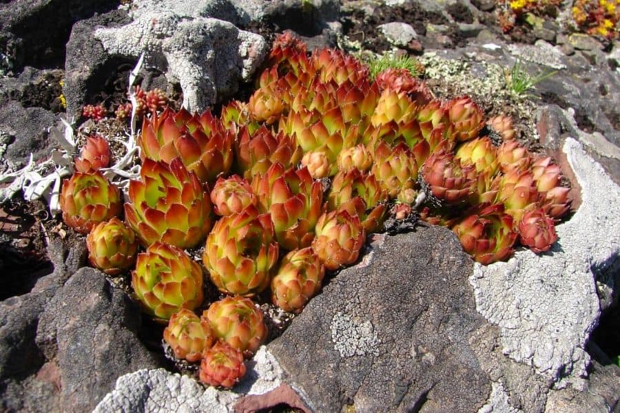 caring for succulent rock garden 1