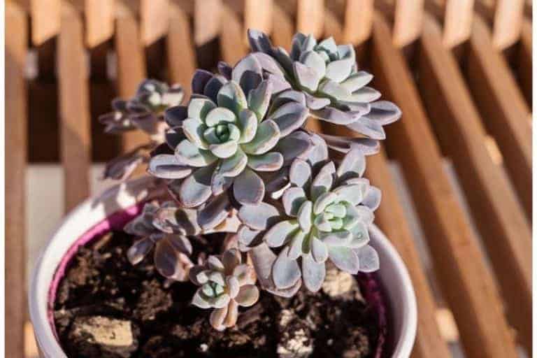 easy maintenance succulent