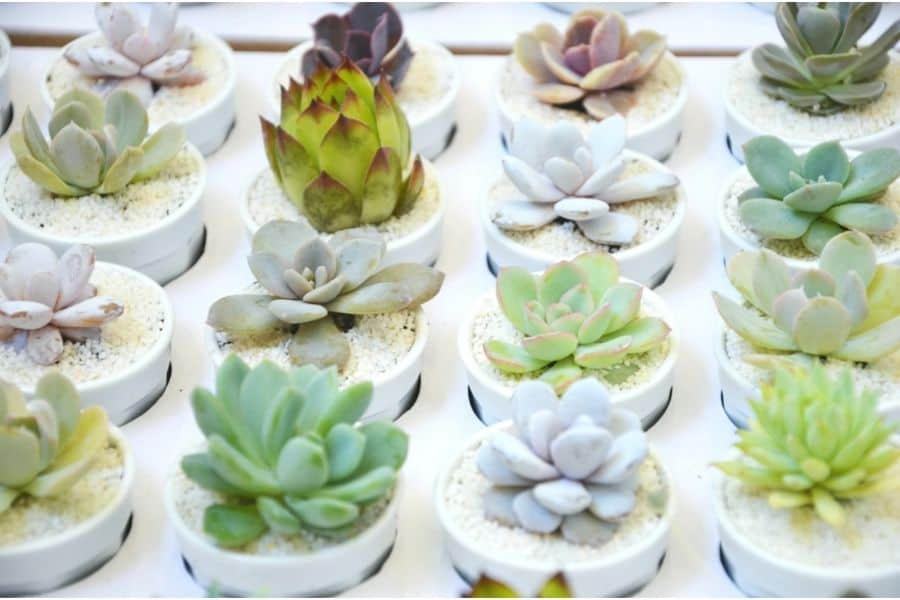 how do you care for succulents after shipping