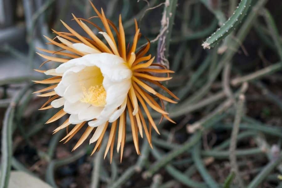 how to care for the moonlight cactus