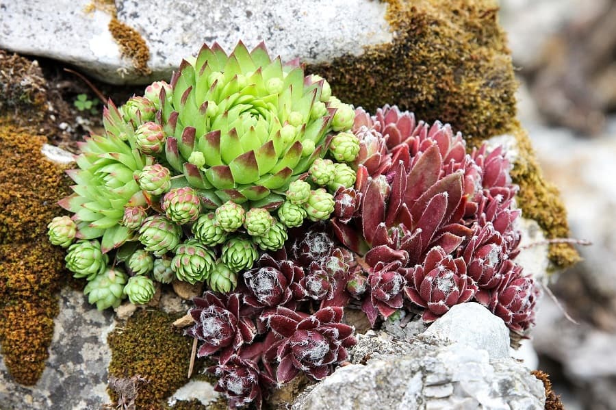 how to plant succulents in rocks