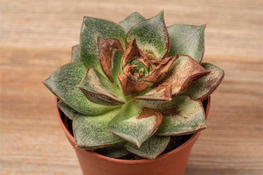 how to recover succulents from a long shipping time