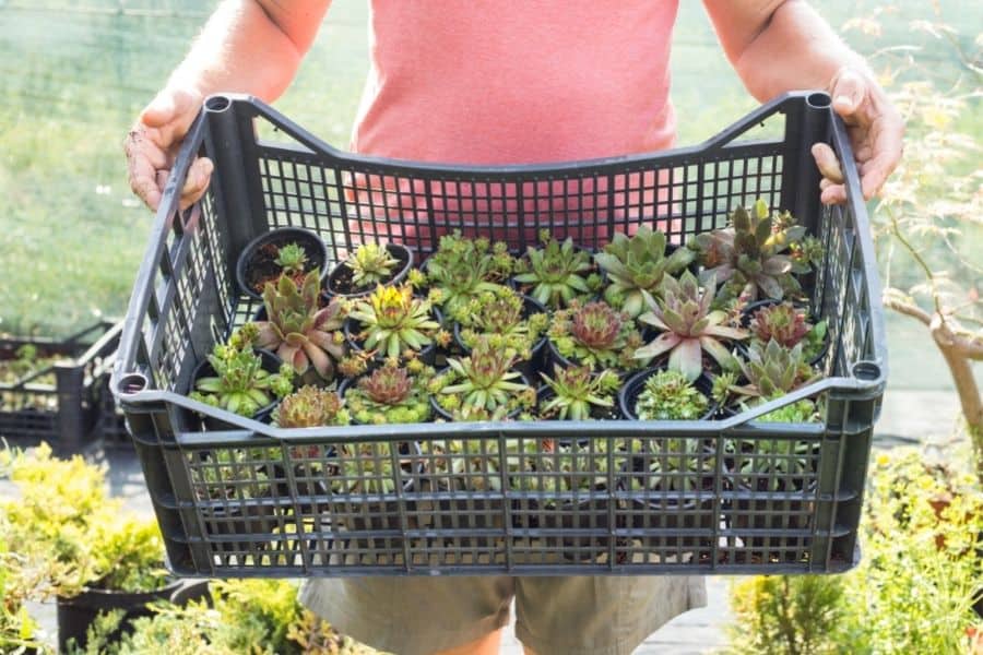 how to ship succulents