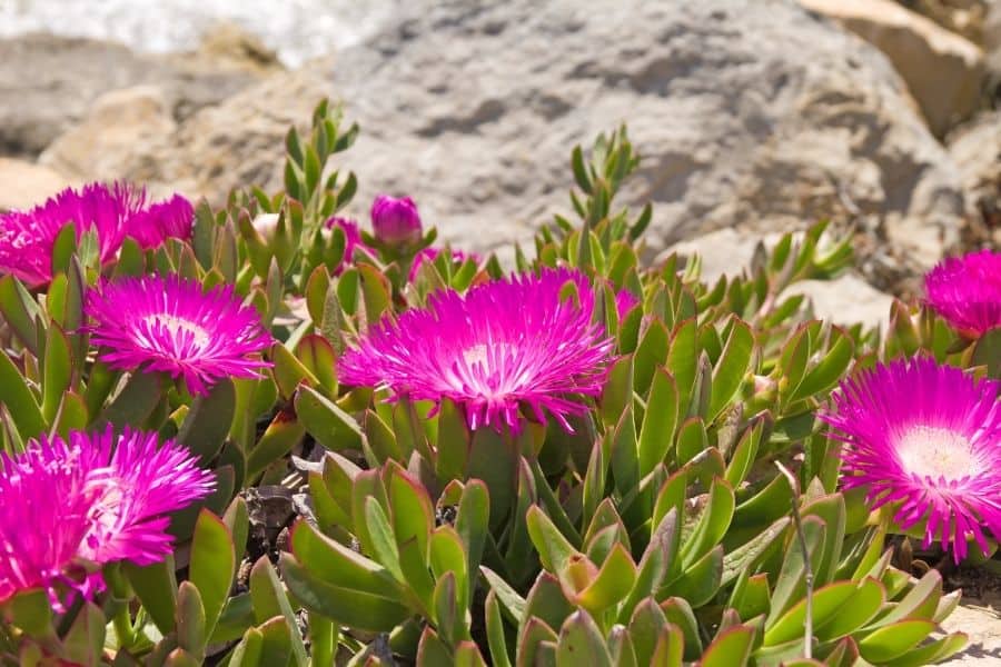 ice plant in rock 1