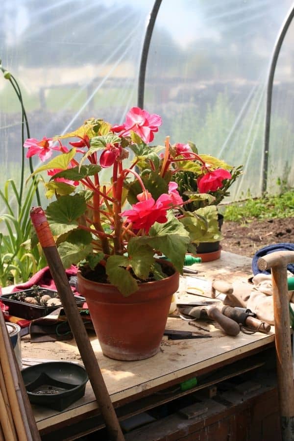 inside a potting shed