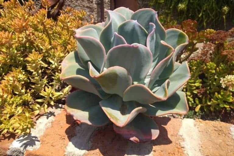 low maintenance beautiful succulent